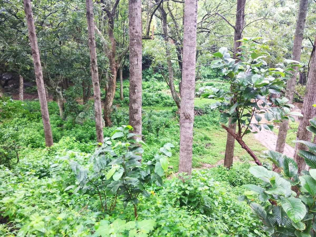 Secret Valley Jungle Resort Ooty Eksteriør billede