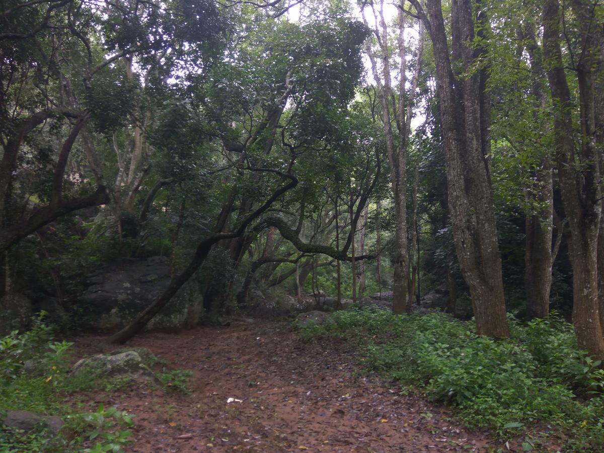 Secret Valley Jungle Resort Ooty Eksteriør billede